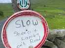 Sheep on rd