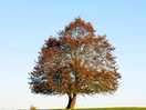 Love this tree in the next field!