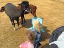 Meeting the alpacas!