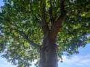Beautiful mature tree on the pitch
