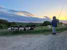 Cows