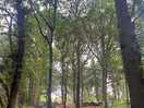 Forest trail