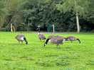 Has some geese