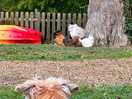 Watching the free range campsite chicken gang!
