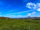 Green fields