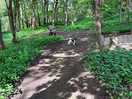 Dog walk