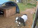 Another goat!