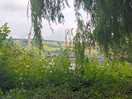 View from pitch through hedge