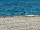 Plage a cailloux
