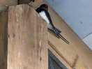 Nesting in the toilets