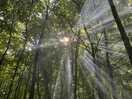 Morning sun through the trees
