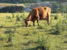 🐮
