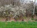 Blackthorn in flower.