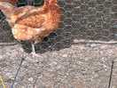 Fresh eggs
