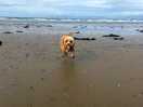 The beach