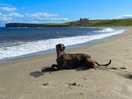 Our happy lurcher! 🥰