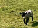 In the nearby field