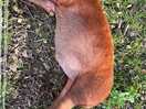 Cutest pig ever