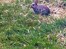 Wildlife