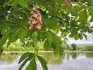 Lake view through the horse chestnut tree