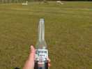 Enjoying a beer with the alpacas