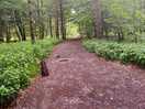 Morning walking in the forest.