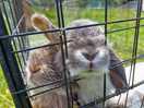 Cutest bunnies