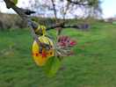 Easter eggs in the trees.