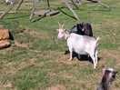 Goats on site