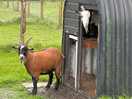 Friendly goats!