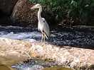 Heron