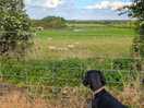 Beautiful views, even for the dog.