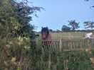 The feild next door.