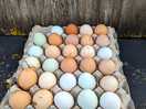 Fresh eggs collected from the henhouses