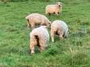 Sheep