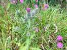 Wildflowers