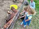 The whole family loved the pigs!