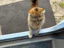 Een van de vele katten