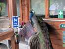 One of the residents