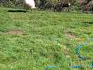 Swan coming to say hello