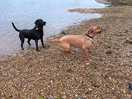 Our dogs swimming in the creek
