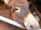 Donkey smiling i’d call him denis