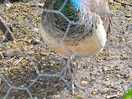 Peacock at the farm