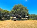 Camping spot under an old oak tree