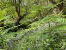 Beautiful woodland walk