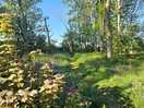 Woods