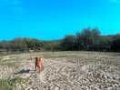 Fenced off area for dogs to run free