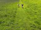 Part of the huge dog walking field.