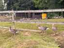 Geese out