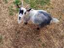 Meet a goat